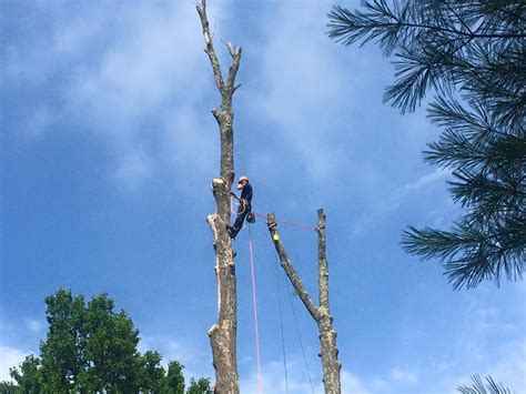 hudson tree removal services